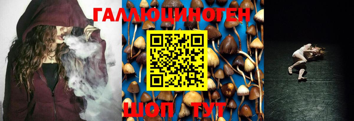 Псилоцибиновые грибы Psilocybe Вязьма